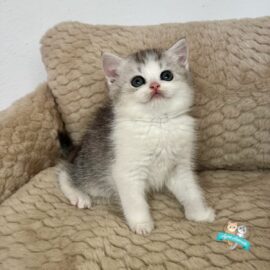Richard, gatto Scottish straight in adozione