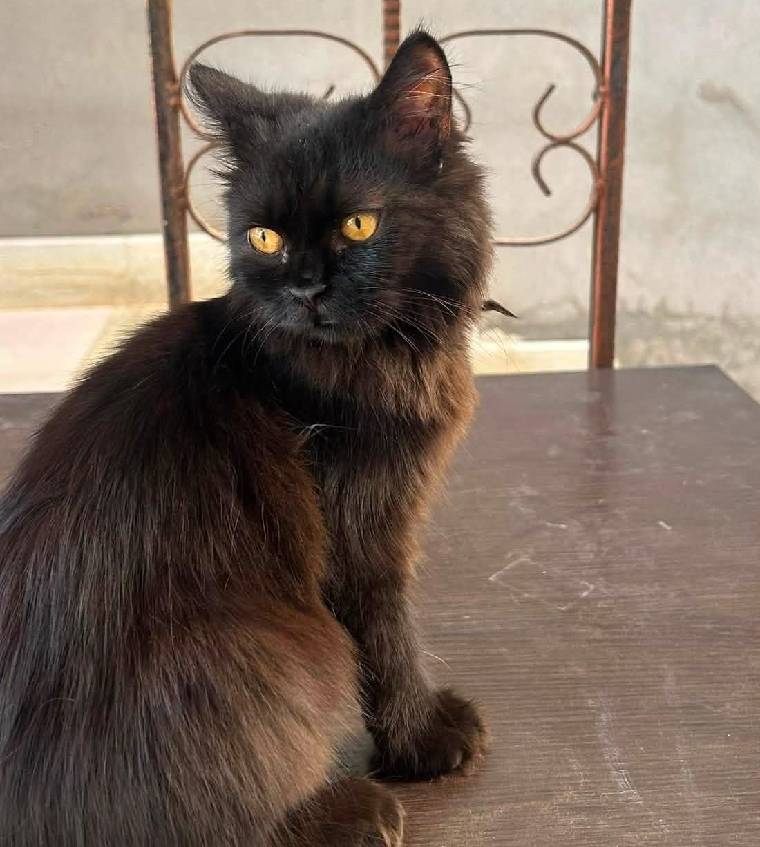 Ombra, gatto Gatto europeo a pelo semilungo, mantello nero. in adozione