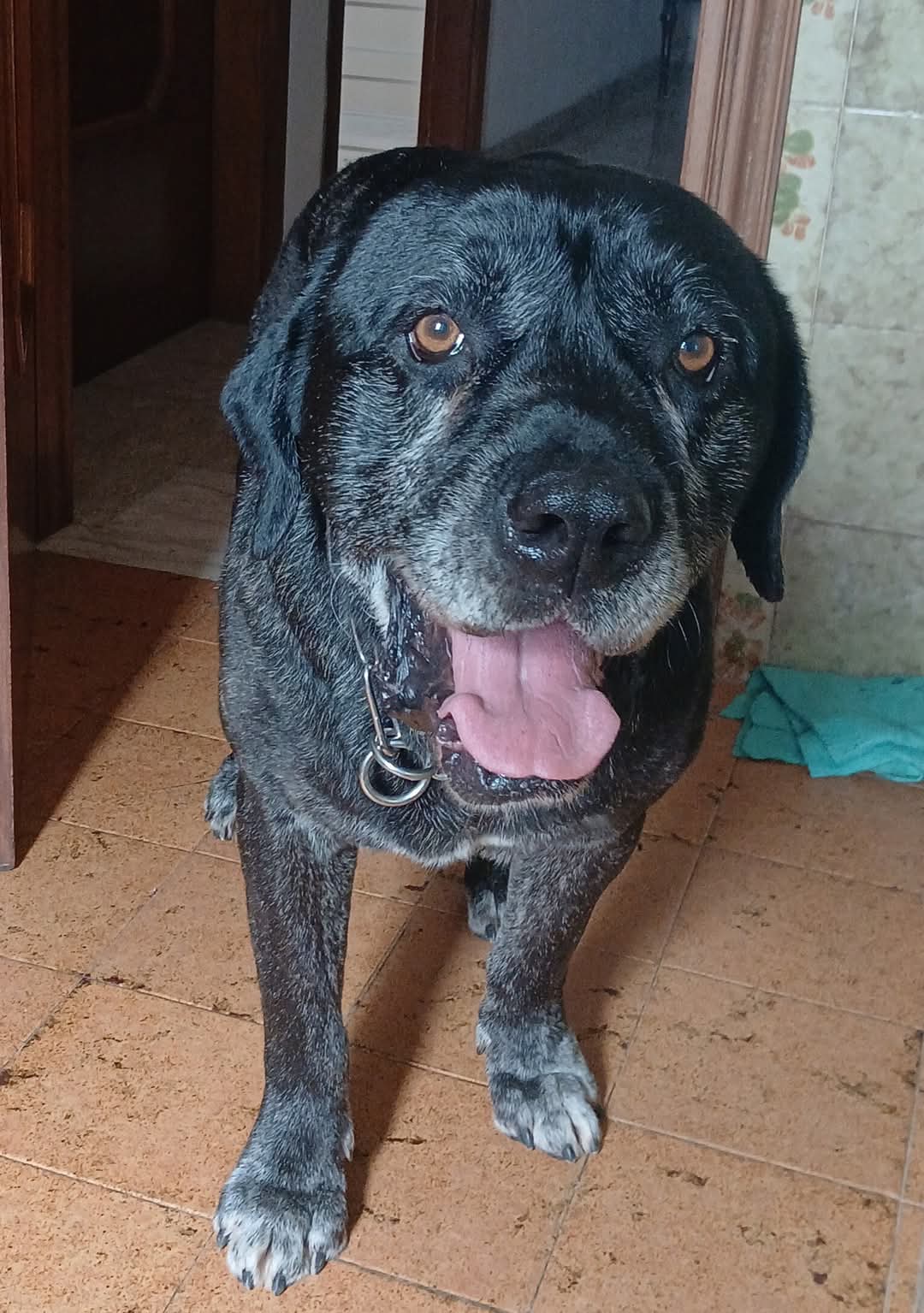 Foto 1 di GENNARO, cane CORSO in adozione