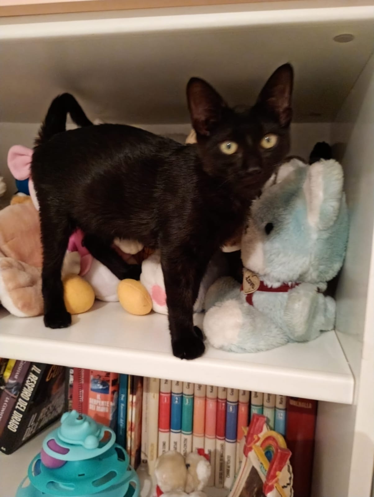 Foto 3 di Nyx, gatto Europeo in adozione