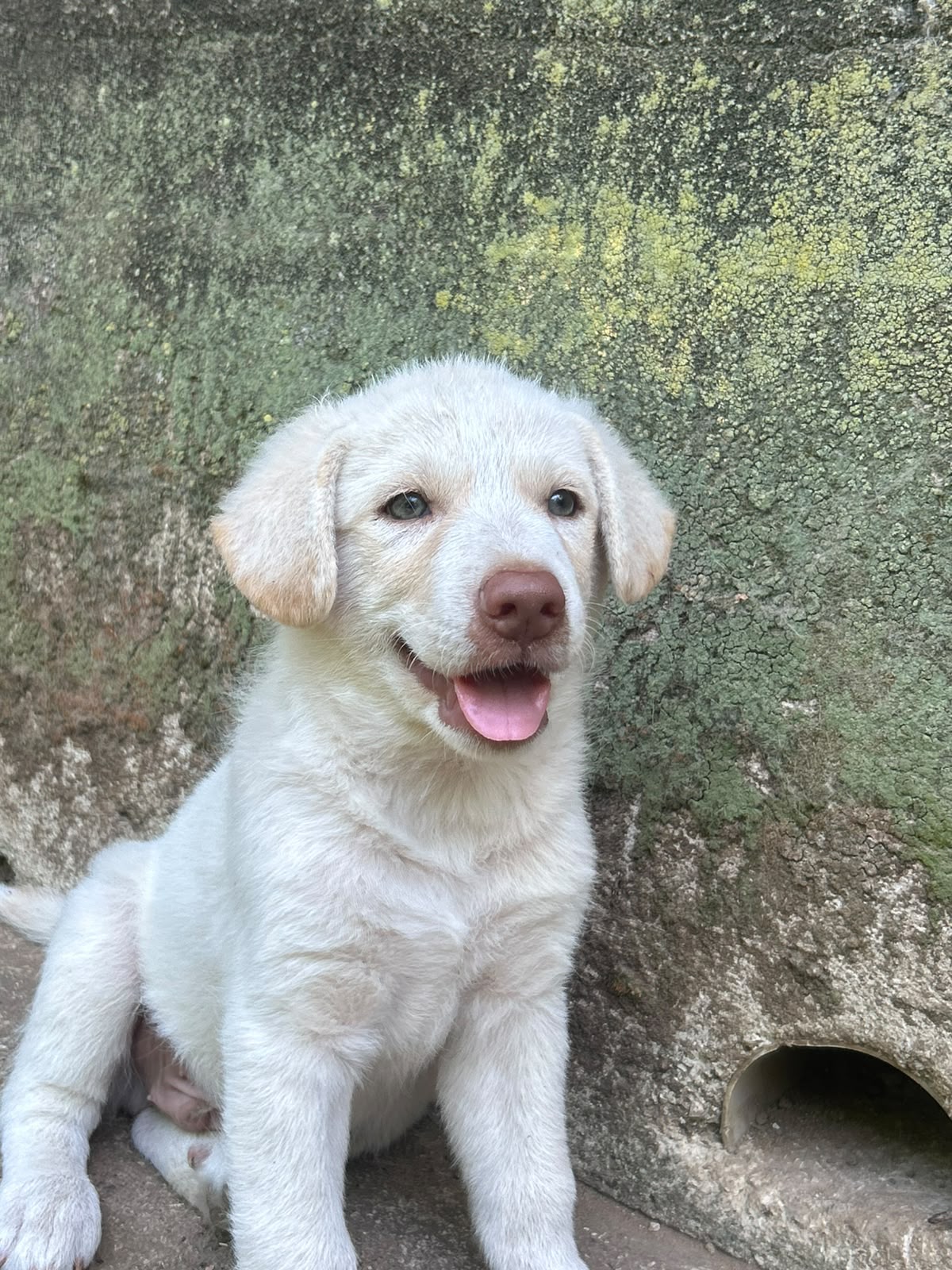 Foto 5 di Lumi, cane Meticcio in adozione