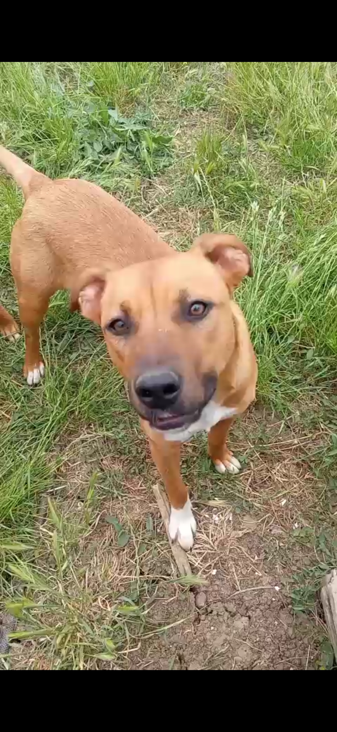 Foto 1 di Dea, cane Meticcio in adozione