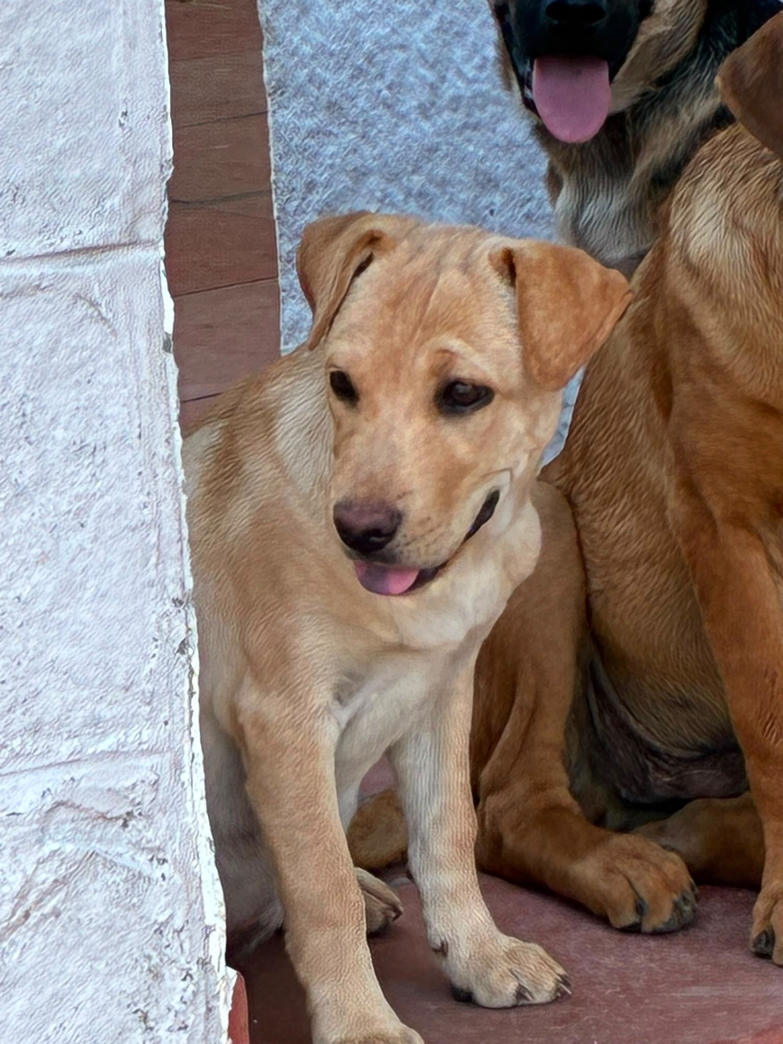 Foto 3 di Astrid, cane Sharpei in adozione