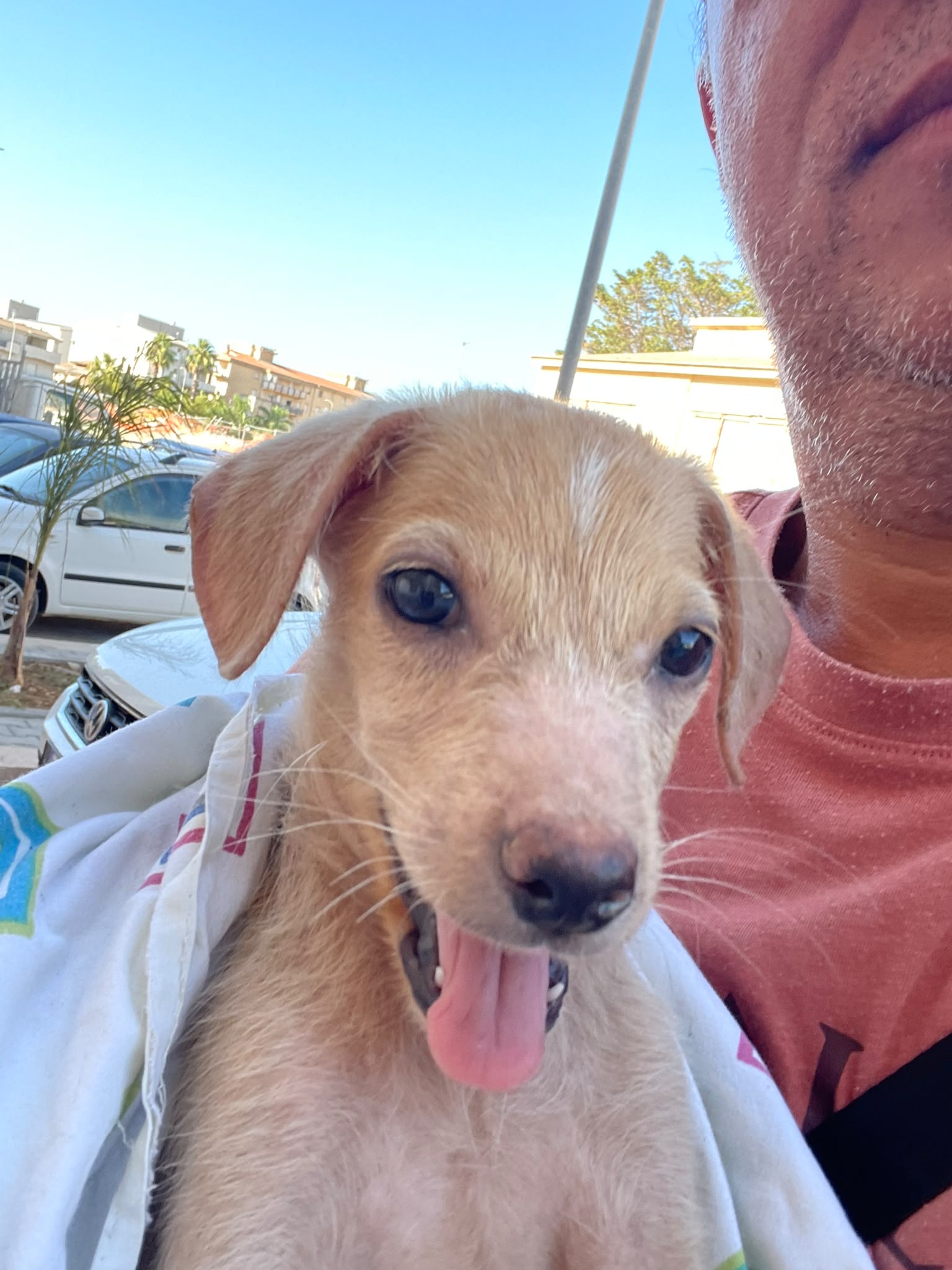 Foto 3 di Gaia, cane  in adozione