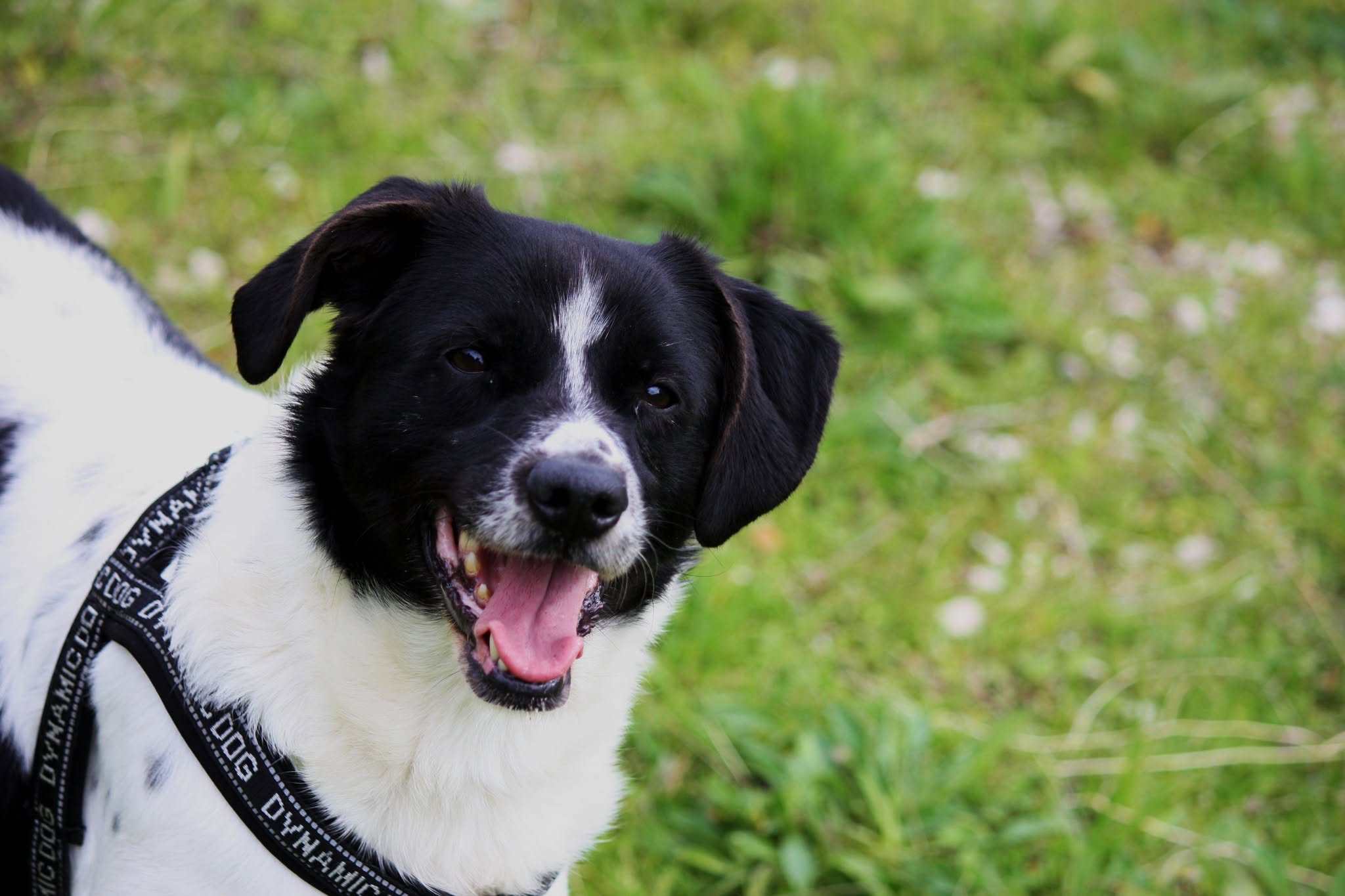 Foto 1 di Pedro, cane meticcio in adozione