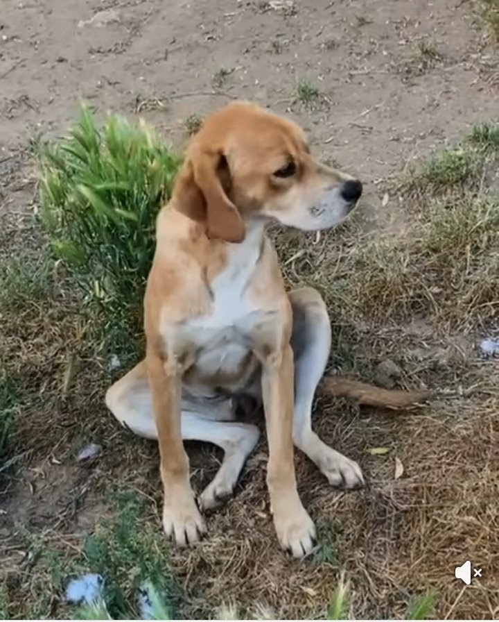 Foto 3 di Mayzena, cane Meticcio in adozione