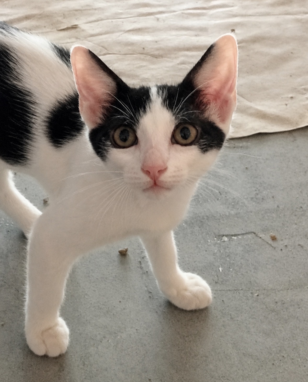 Foto 2 di Pixel, gatto Europeo in adozione