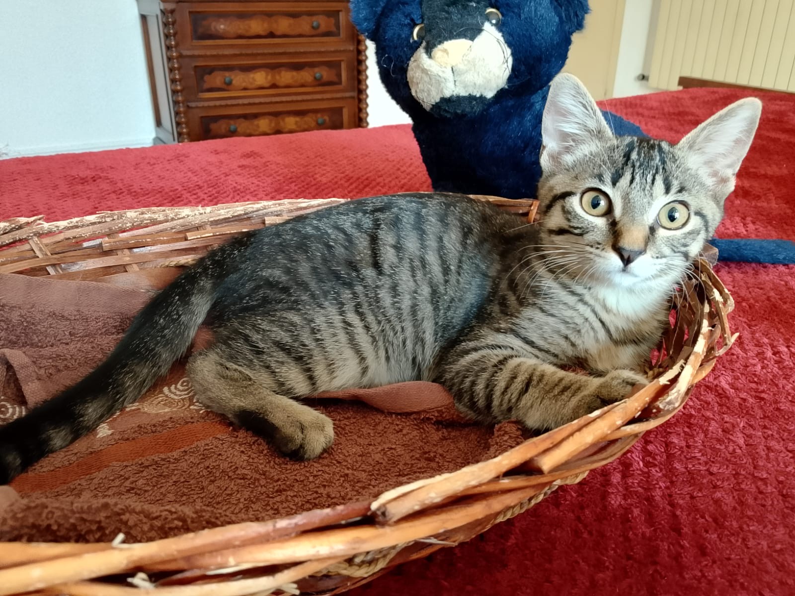 Bibi, gatto Meticcio in adozione