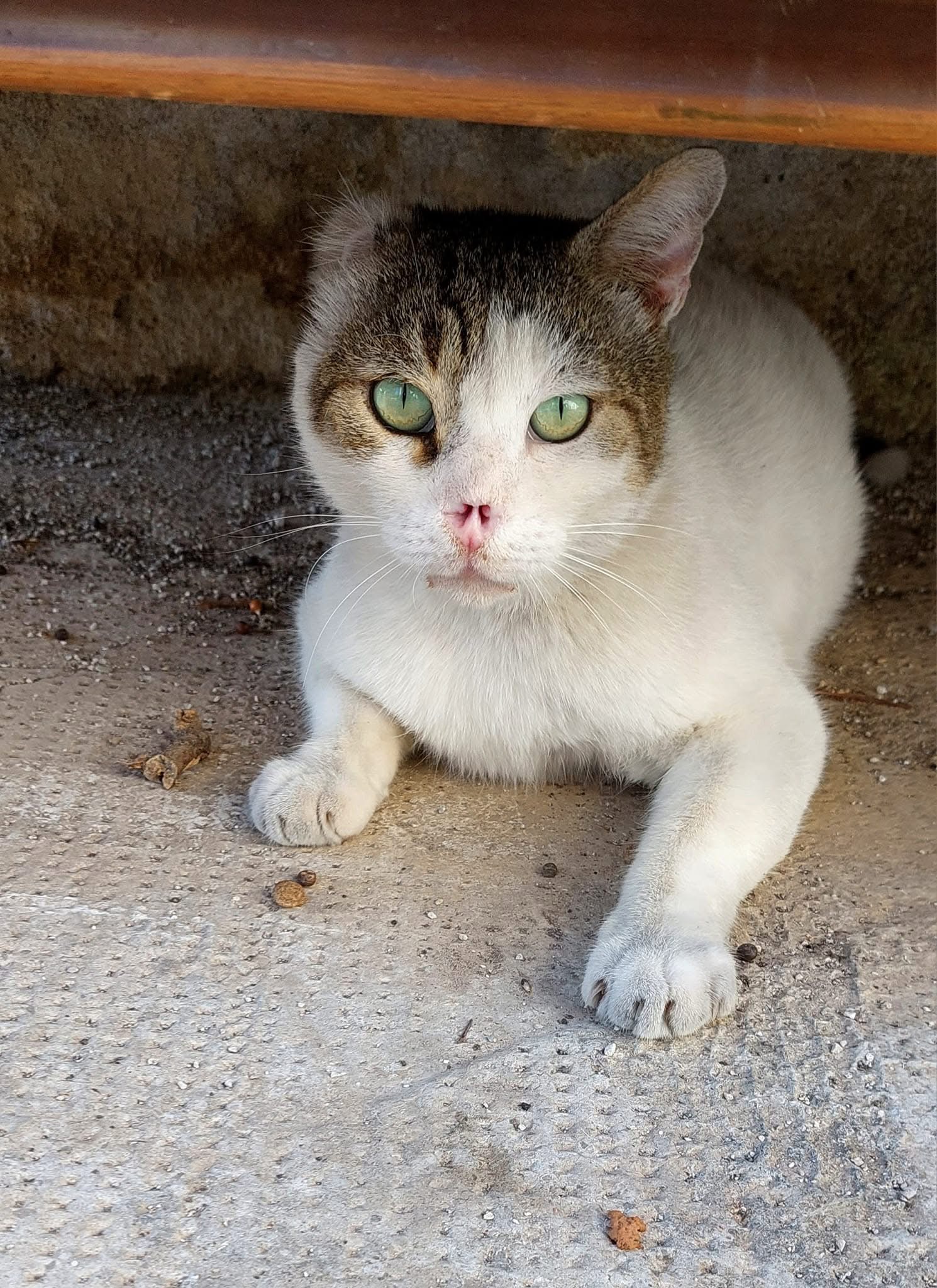 Foto profilo di Paola Donzelli